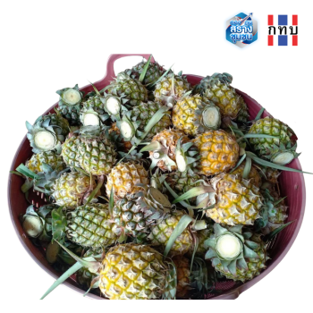 สับปะรดภูแลหัวสด บรรจุกล่อง เป็นสับปะรดภูแลที่ปลูกในพื้นที่ดินเป็นภูเขาไฟเก่า มีรสชาติหวานกรอบ